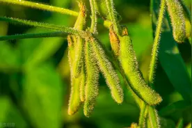 大豆花生开花结荚期，到底需要硼肥还是钼肥？看看试验结果哦图片