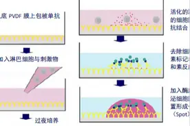AID ELISPOT 酶联免疫斑点分析仪图片
