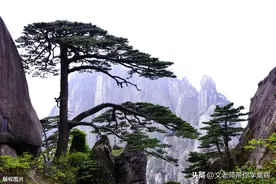 松针能喂鸡吗？喂了能有什么功效？图片
