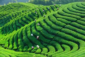 农业农村部印发《全国乡村产业发展规划（2020-2025年）》图片