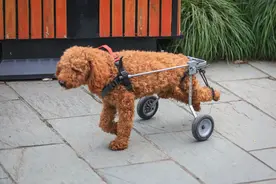 贵宾犬好还是金毛犬好？说实话，两个我都想养图片