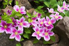 铁线莲花谢后不长个？3个原因，对症下药开启速长“小机关”图片