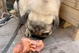 春节饲养狗狗指南——食物图片