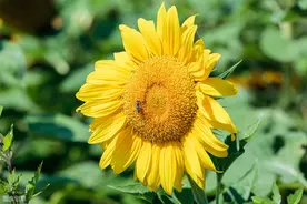 夏油葵高效栽培技术，早知早受益，一起看看值得学习图片