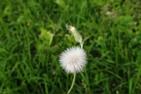 清霜醉枫叶，淡月隐芦花图片