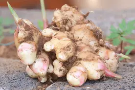 关于姜的栽培技术，做好以下这些方面，有效提高生姜产量图片