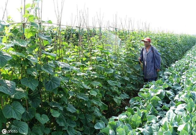 高锰酸钾是一种肥药两用，无毒、无残留、无公害的蔬菜杀菌剂！