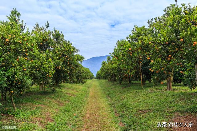 柑橘为什么容易出现中微量元素缺乏？ 怎样矫治柑橘缺素症呢？