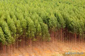 桉树被称为“抽水机”，为啥广西要大面积种植？桉树很可怕吗？图片