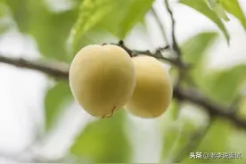 20200827每日一首，三衢道中图片
