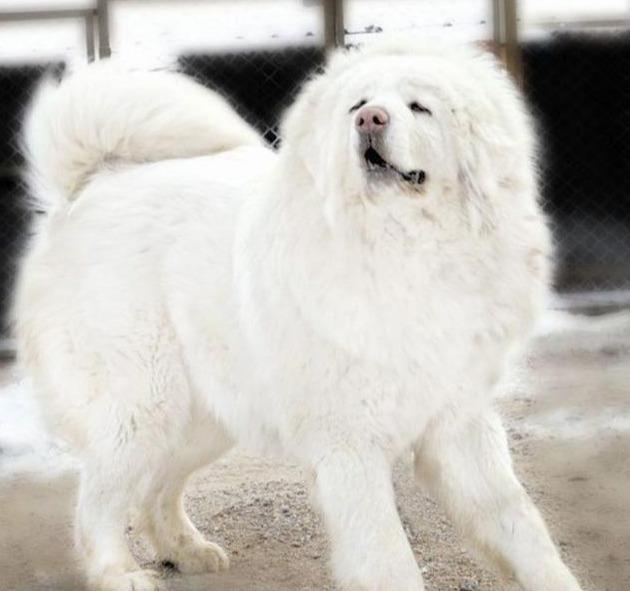 草原大笨狗,纯种农村笨狗图片 资讯 第1张