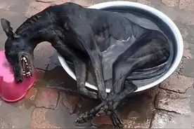 狗狗被泡在水盆里，以为要被杀了，靠近仔细一看，发现了蹊跷图片