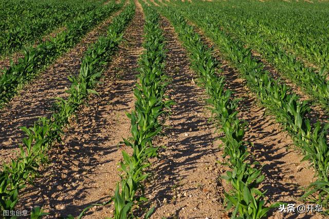 玉米除草剂药害症状及防缓方法