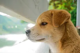 5种宠物狗才是真正的本土犬种，受欢迎度不输外国狗，你认识几种图片