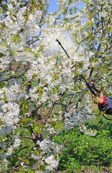 做好这些，保花保果大大提高