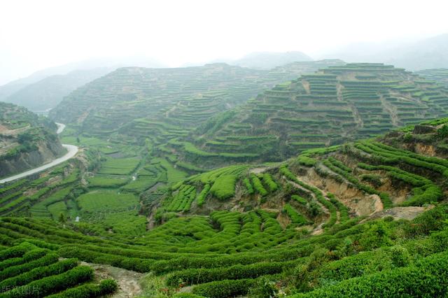 鍑ゅ簡婊囩孩鑼舵垚涓轰腑鍥藉嚭鍙ｇ孩鑼朵腑鐨勪郊浣艰€咃紝涓昏鍥犱负杩欏嚑鐐癸紵