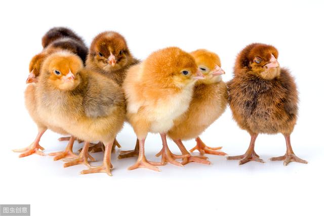 养殖干货——家禽免疫详解，建议收藏