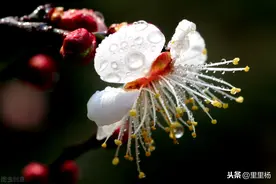 古代未婚少女为何叫黄花闺女？它的由来还有这么一段典故图片