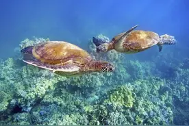 乌龟是怎么繁殖的？为什么它的丁丁不是圆柱形的而是奇形怪状的？图片