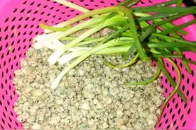 很多人没见过的水蚬子，拿来和葱一起炒，香甜可口，好吃又下饭图片