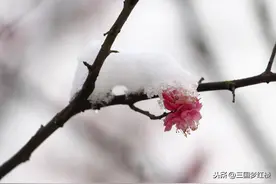 毛主席为什么说“梅花欢喜漫天雪”？寒潮来袭，细读毛诗正当时图片