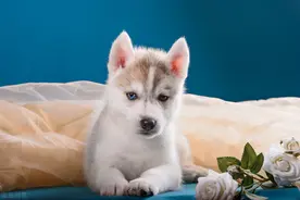 宠物凶猛：爱猫、爱狗不算什么，春秋一国君爱鹤爱的几乎亡国图片