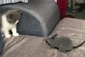 主人买了个老鼠玩具给猫咪练练胆，才拿出来就一头问号：真没出息图片