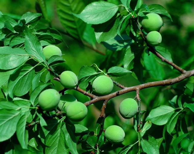 做好这些，保花保果大大提高