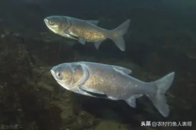 为什么你钓浮不上鱼吗？老钓友全面解析钓浮的三大技巧图片