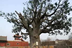 故事：四六不成房，农村的房间数为什么都是单数，到底是什么原因？图片