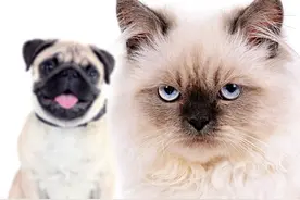 狗狗生气的7种表现，遇到这些请避开图片