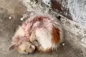 见流浪猫缩成一团快凉了，送去医院后祈祷：求你务必挺过去图片