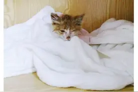 酷盖柔情，养猫论王一博的责任心图片