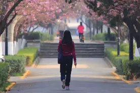 除了武大樱花！西安“最美樱花大道”火爆抖音，进入盛放期！图片