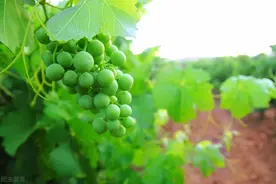 葡萄膨大期至采收期施肥和浇水技术图片