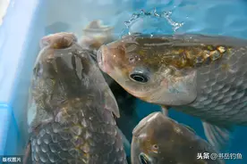 飞铅钓法的进阶攻略，熟悉线组入水规律和浮漂特性，才能攻无不克图片