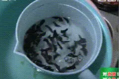 又双叒叕一起！女子吃了黑木耳后中毒，送医抢救无效身亡！这样的木耳千万别吃图片