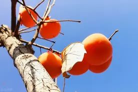 俗语说“一个柿子十副药”，柿蒂、柿霜、柿树皮都有什么用？图片