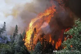 故事：古代志怪故事——鹦鹉救火，鹤，鸾，世无良猫，永某氏之鼠图片