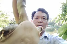 钓甲鱼的方法阿鸿用五元钱的猪肝钓甲鱼收获好大喔图片
