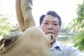 钓甲鱼的方法阿鸿用五元钱的猪肝钓甲鱼收获好大喔图片