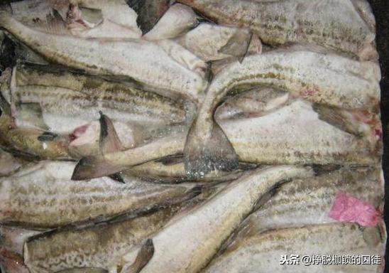 无头鳕鱼的营养价值 2026年无头鳕鱼的营养价值表