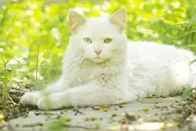 临清狮子猫的的介绍、饲养、护理和其他注意事项图片