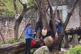国宝玩耍时腿被树卡住，工作人员上前营救，却闹出了不小的笑话图片