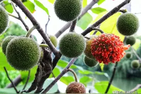 行走日记｜春食一枝花，构絮麦饭香图片