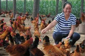 高温天气，养鸡人要牢记这十大解暑良方，第8条急救办法必学图片