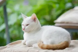 真实故事：一只“三脚猫”的冷暖与悲欢图片