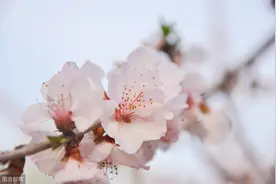 5岁神童写下一首诗，流传千年，但其家人看后暗觉不妙图片