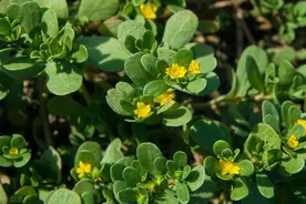 驳斥《这种野菜居然是白发克星！还能救人！可惜人们都扔了》·上图片