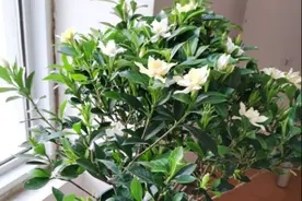 夏季栀子花做“4步”，枝叶繁茂根系壮，到了春季必开花图片